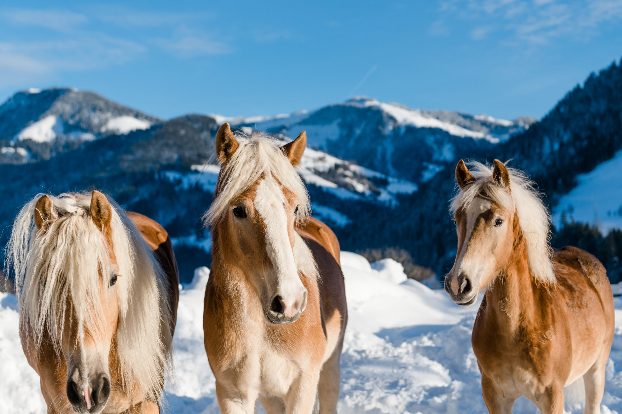 Atlı Safari Uzun Parkur